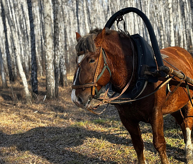 Предприниматель из Сосновского района Челябинской области развивает агроферму с господдержкой